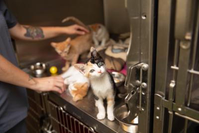 Person's hands petting kittens in a stainless steel kennel