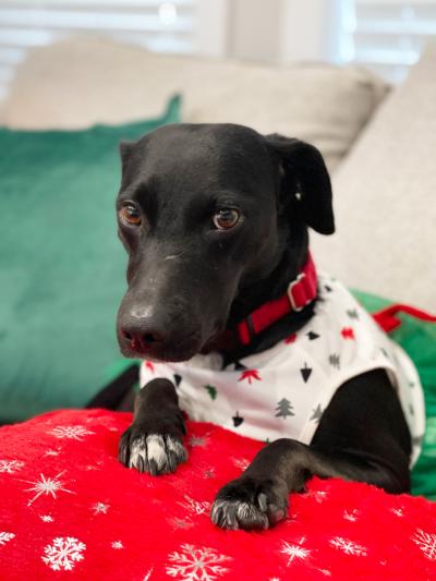 Kya the dog waring a sweater, with her front paws on a red pillow decorated with white snowflakes