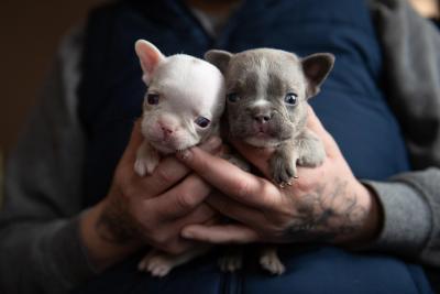 Steve and Drizzle the two French bulldog puppies being held in a person's hands