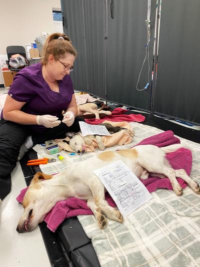 Person caring for dogs who are lying on towels recovering from being fixed