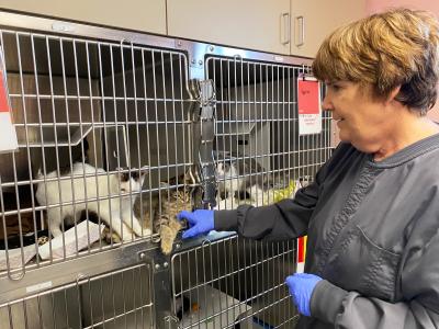 Volunteer Heather Mahood touching cats in some kennels with gloved hands