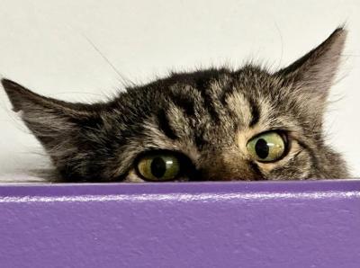 Waltz the cat peeking out through an opening in a purple box
