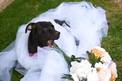 Amity the dog surrounded by tulle fabric next to some flowers