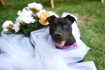 Amity the dog wearing white tulle fabric with flowers behind her