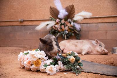 Two pigs lying by two floral arrangements