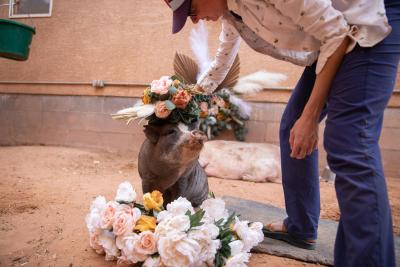 Person placing a flower headpiece on a pig with flowers below
