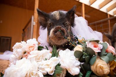 Clementine the pig wearing a tulle veil and surrounded by flowers