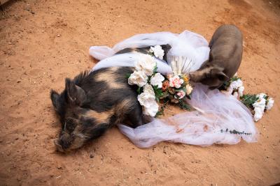 Pigs lying among white tulle fabric and flowers in the sand