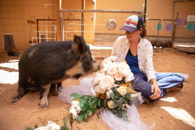 Clementine the pig sniffing some flowers while a person wearing a hat watches