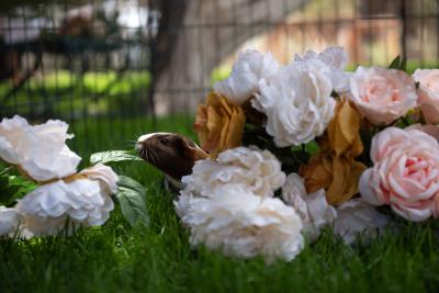 Cricket the guinea pig peeking out from one pile of flowers looking toward another one