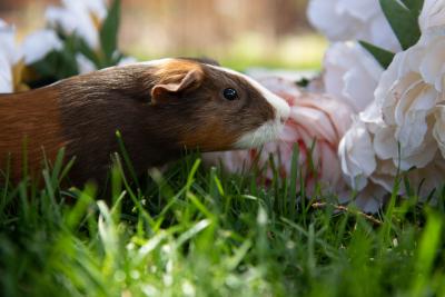 Cricket the guinea pig in the grass in front of flowers