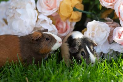 Cricket and JuneBug the guinea pigs in green grass in front of flowers