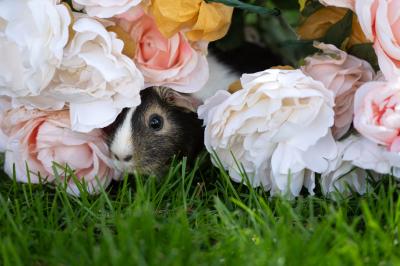 JuneBug the guinea pig peeking out from under flowers