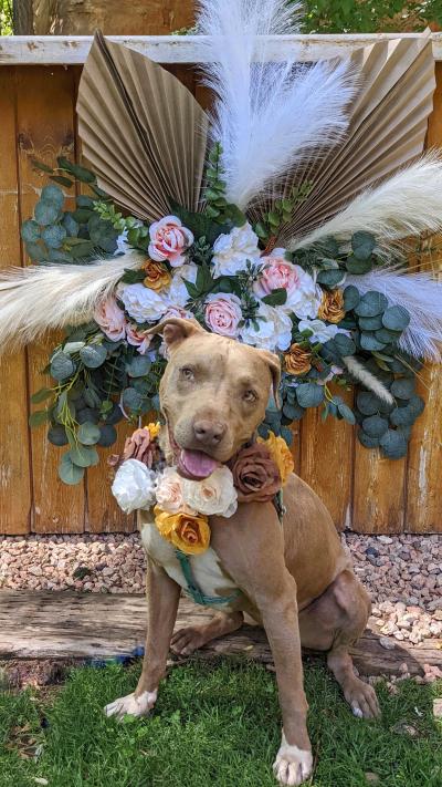 Pancake the dog wearing flowers in front of a floral display