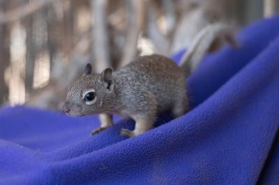 Baby squirrel on a purple blanket while in rehabilitation