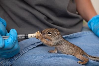 Baby squirrel eating from a syringe on a person's towel covered lap