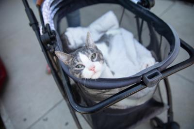 Prancer the cat lying in a stroller