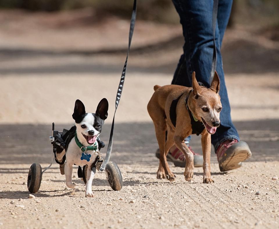 Two dogs on walk with visitor
