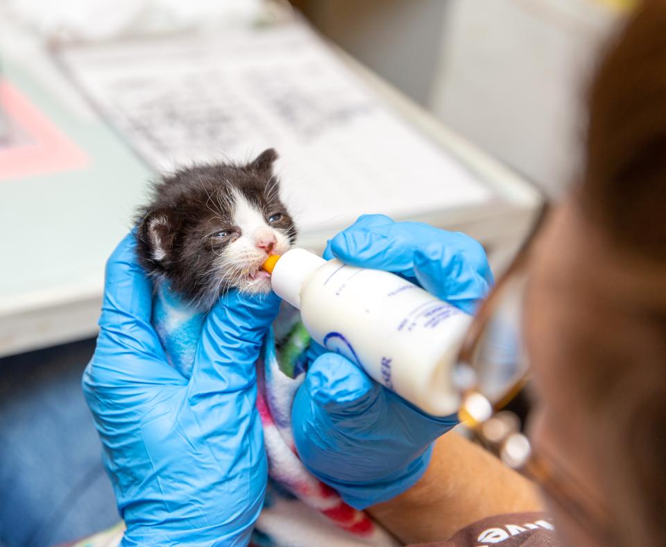 Person holding a tiny kitten while they bottle feed them
