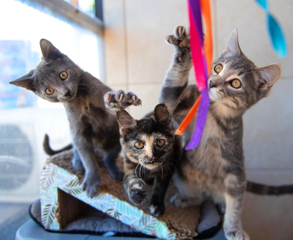 Three kittens playing with a ribbon