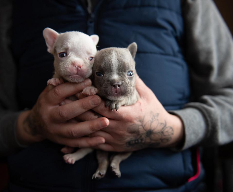 Steve and Drizzle, a pair of French bulldog puppies, being held in a person's hands