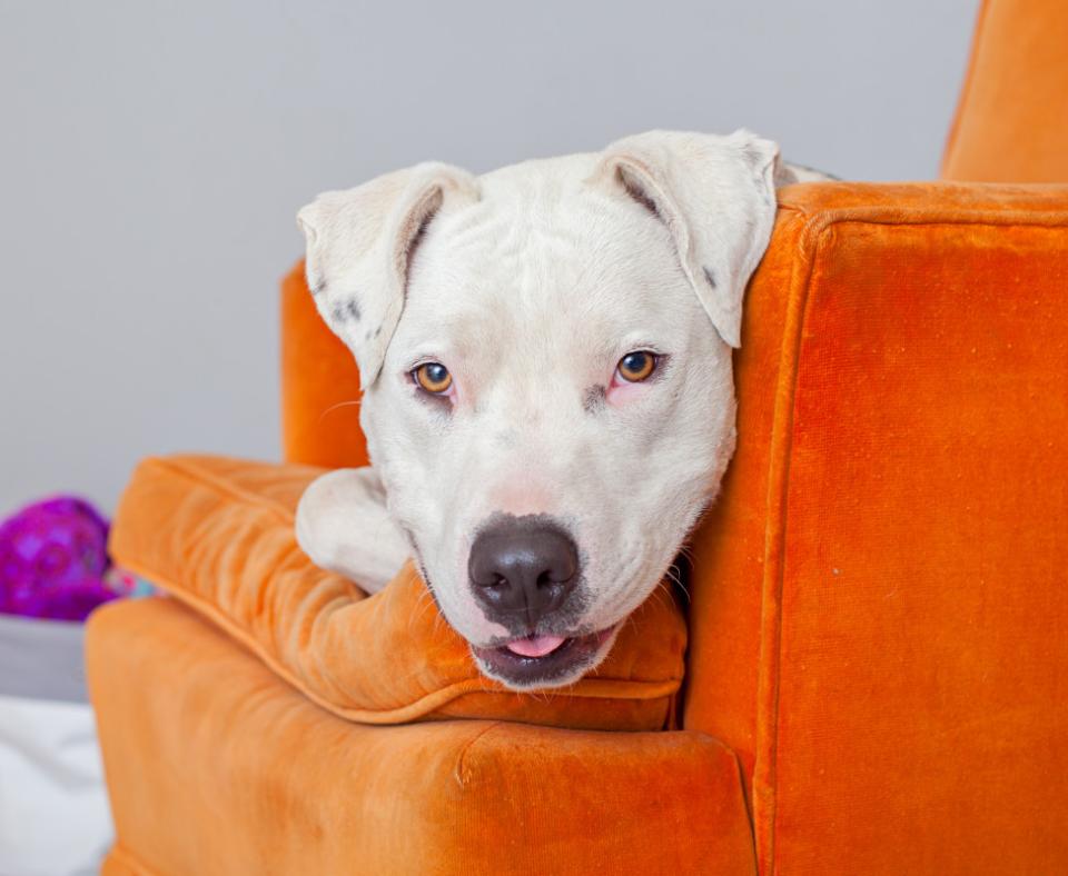 White dog lying on an orange chair