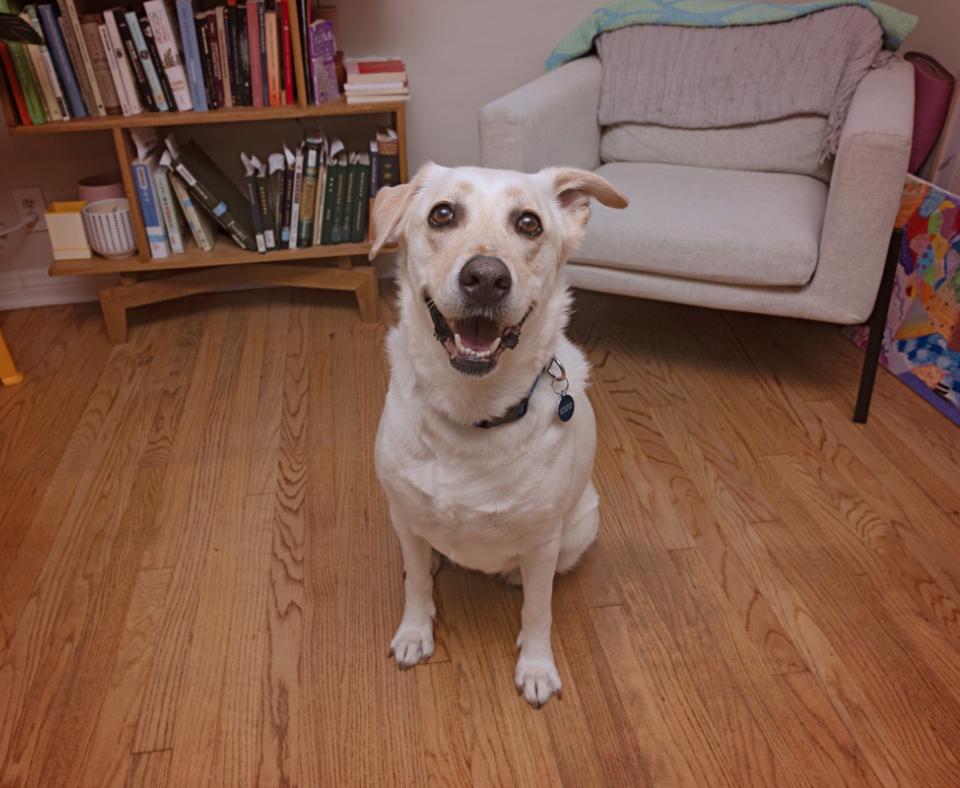 Smiling yellow Labrador retriever inside a home
