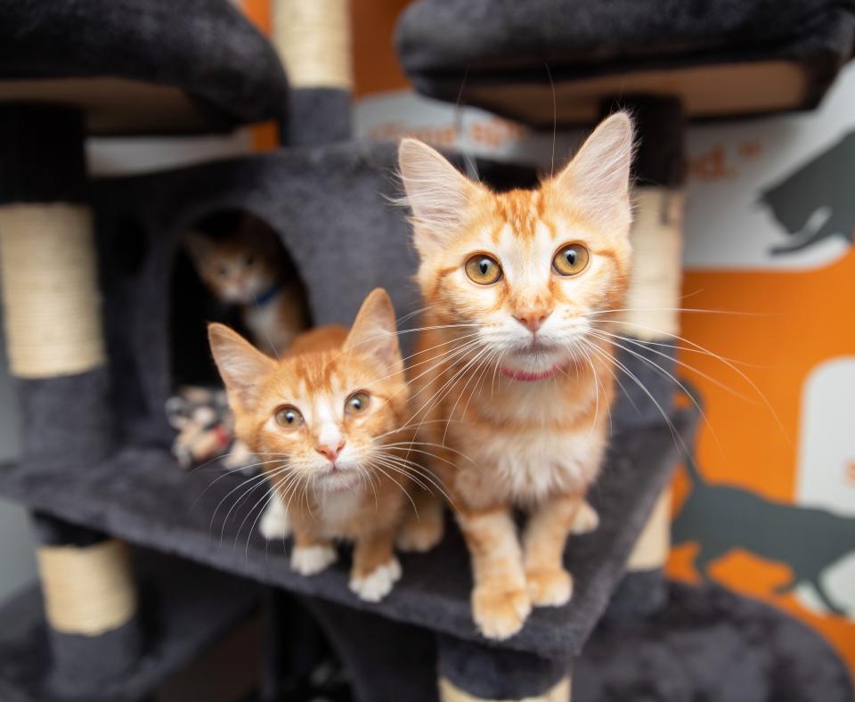 Pair of orange tabby kittens on a cat tree