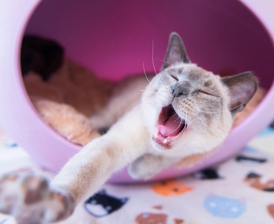 Cat yawning and stretching
