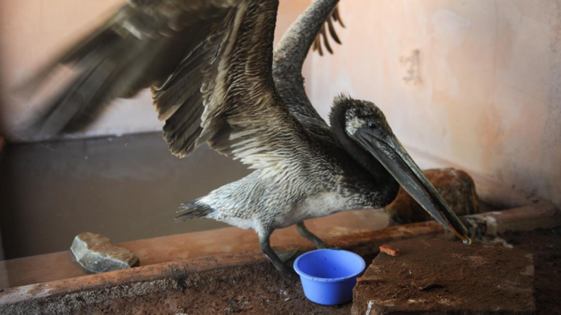 Baby-Pelican-emergency-help-rehabilitation-7330MW.jpg