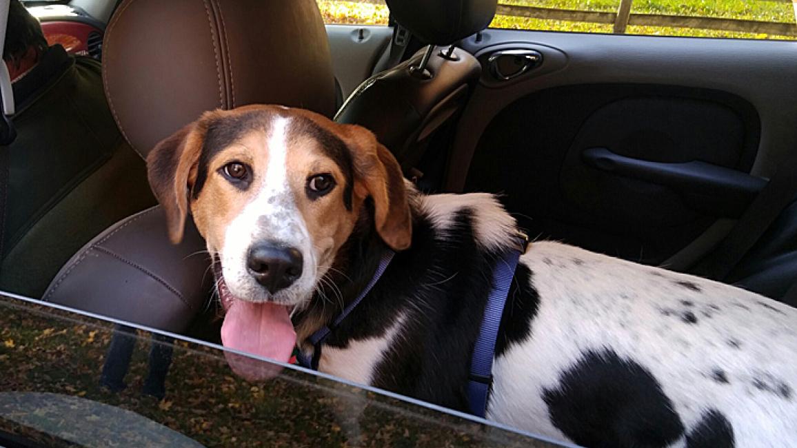 Beagle-Strut-Your-Mutt-adoption-Wyatt-2.jpg