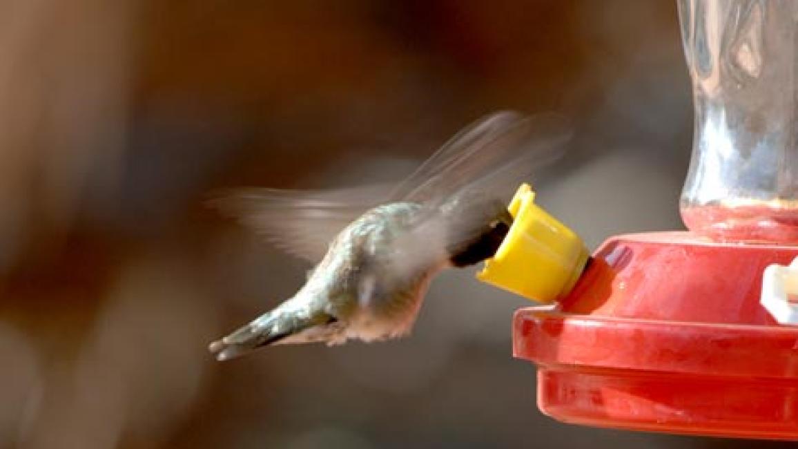 SI_hummingbird4-1.jpg