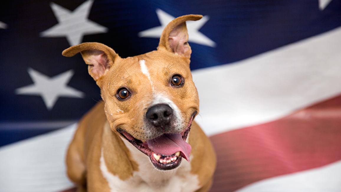 Americas-dog-pit-bull-terrier-4th-of-July-4887sak.jpg