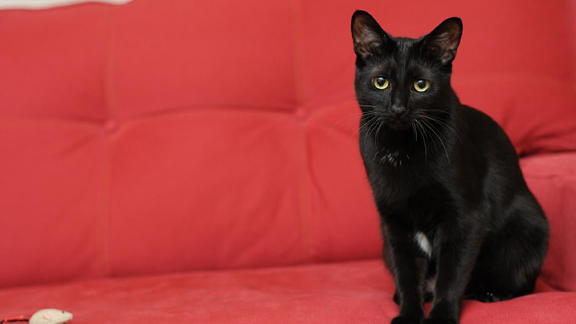 Black-cat-Olivia4156.jpg