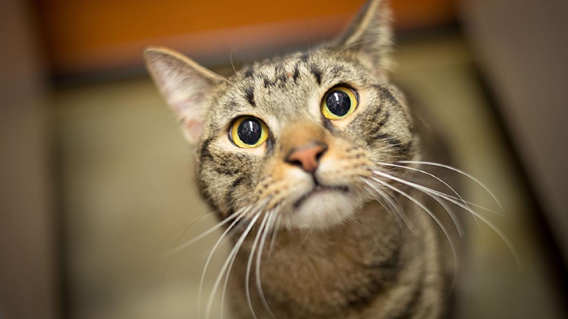 New-York-cat-adoptions-Taz-7466.jpg