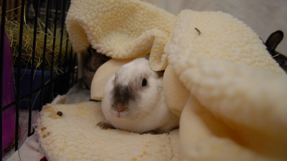 bunny in blanket.png