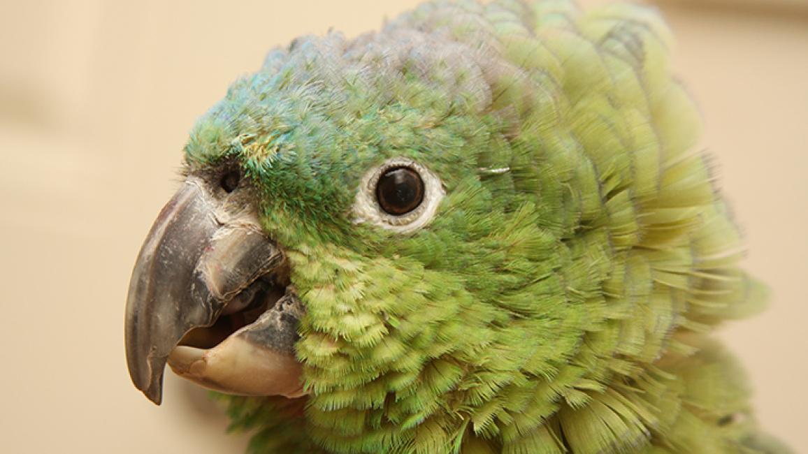 Paco-parrot-186.jpg
