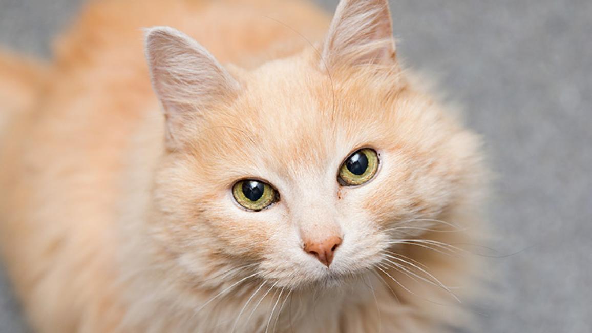 Senior-cat-adoption-Tsoren-8603sak.jpg
