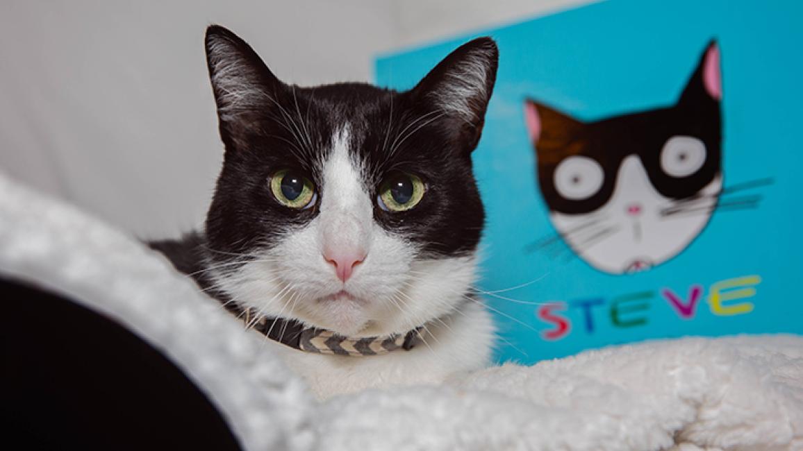 Senior-cat-inspires-book-Houdini-9I9A9823LF.jpg