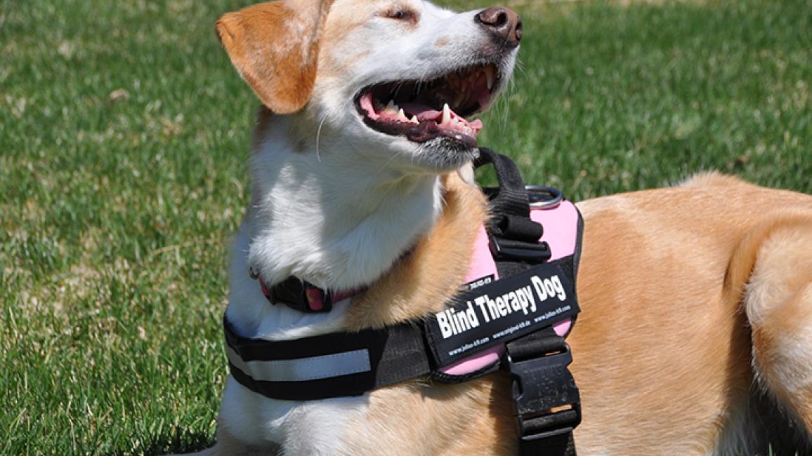 Blind-therapy-dog-Faith-vest.jpg