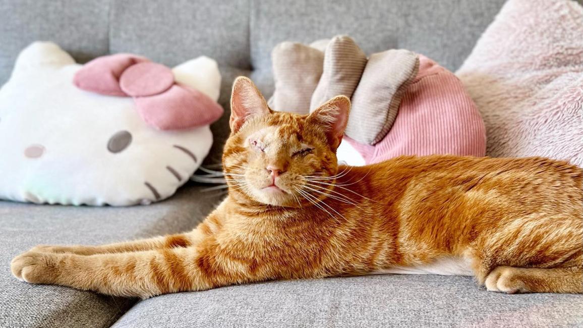 Leonsio the blind orange tabby cat lying on a couch with a Hello Kitty pillow behind him
