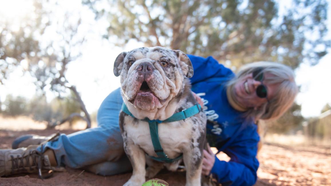 Cobra the English bulldog with a smiling person behind him and a toy ball in front of him