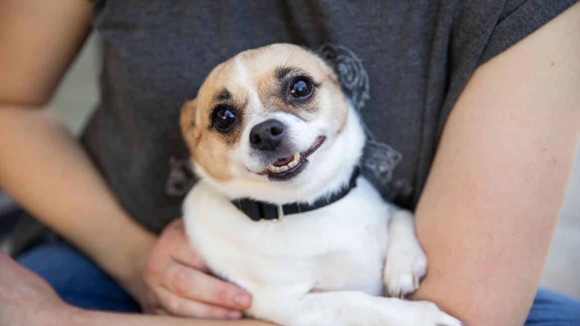 Person holding a smiling Java the Chihuahua dog in a lap
