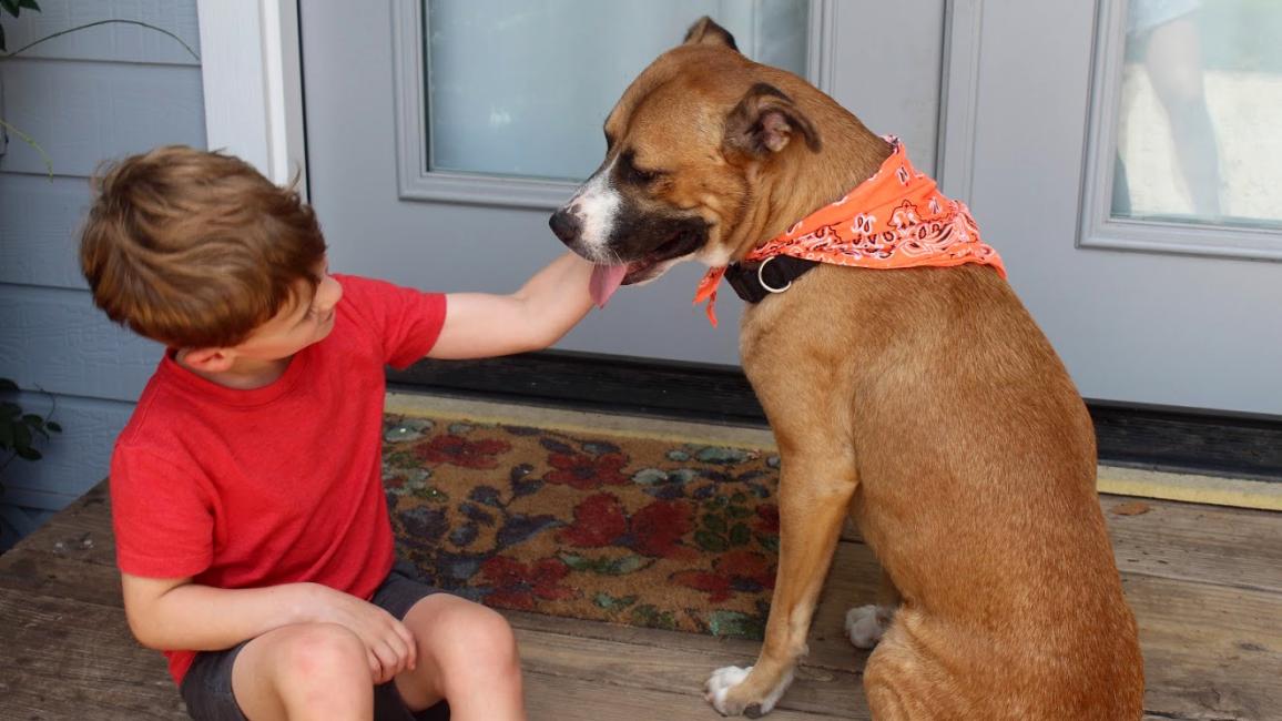 Child affectionately petting the face of a foster dog wearing an orange bandanna