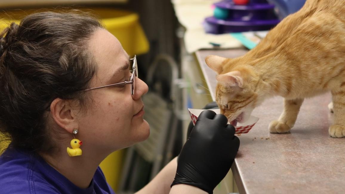 Person at eye level with an orange tabby cat