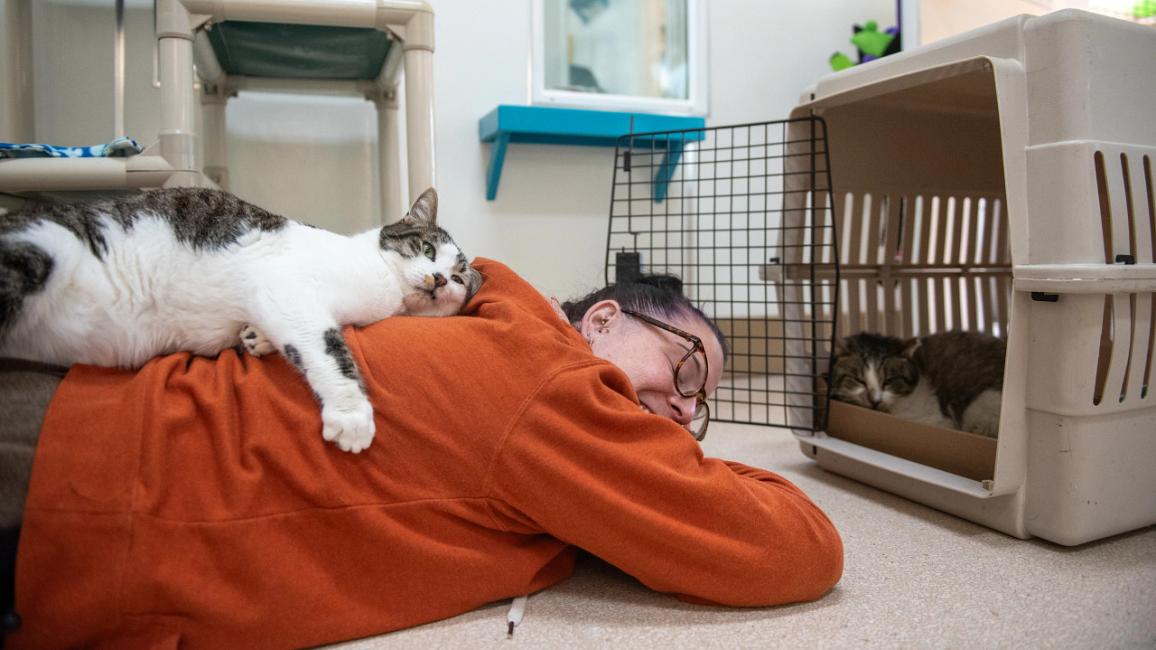 Marvin the cat in a carrier with a person lying on the floor beside it with a cat on her back