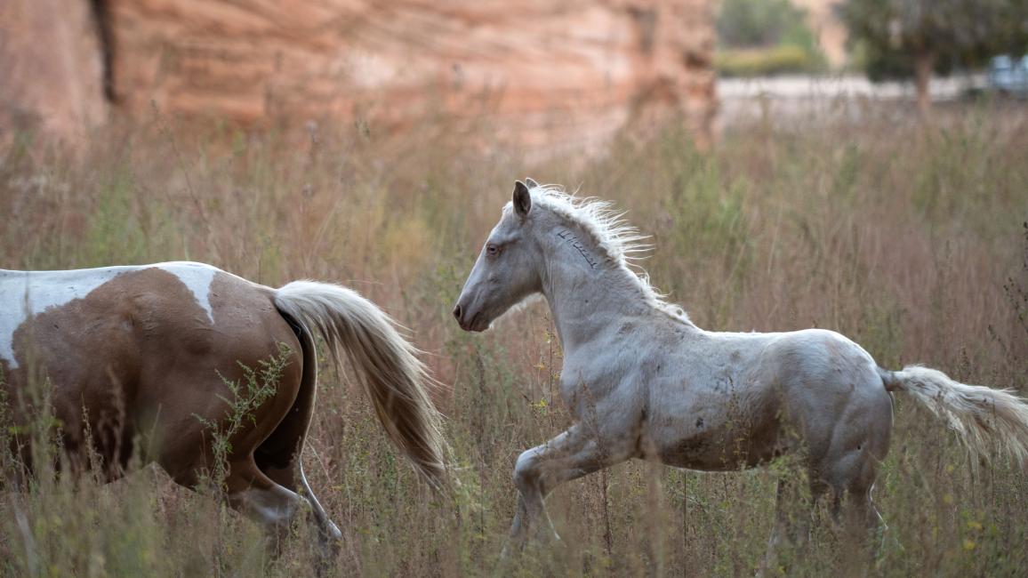Foal running behind a mare in Angel Canyon