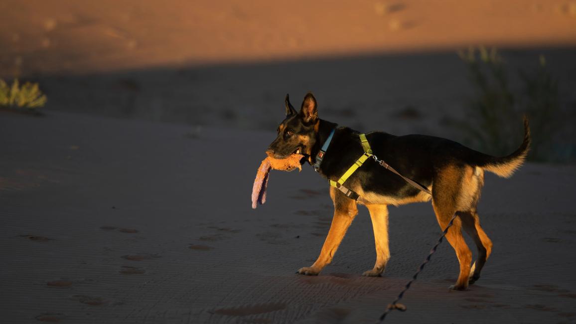 Pharaoh the dog on a sand dune with a toy in his mouth