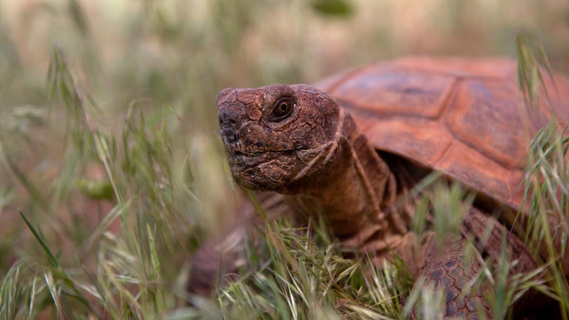 Gobi the tortoise in some grass