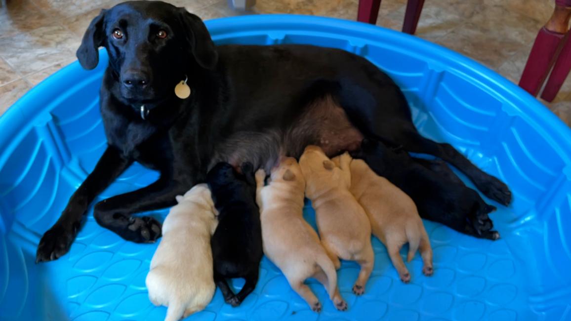 Earth the dog in a small blue pool nursing her puppies